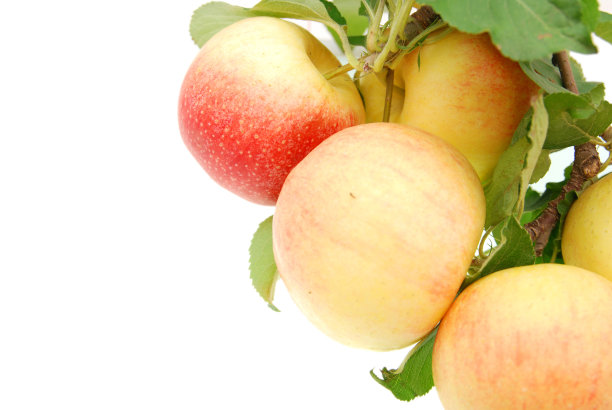 在树枝上摘苹果的特写图片下载