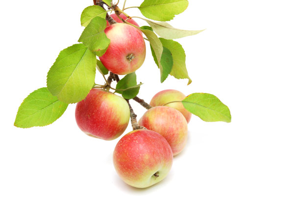 加拉苹果在树枝上图片下载