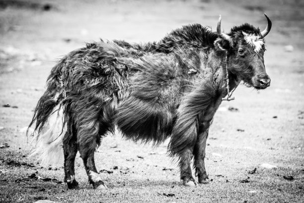 西藏马坎，站在地上的黑色牦牛宝宝图片下载