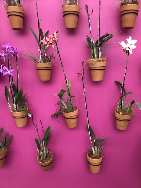 墙上的植物图片下载