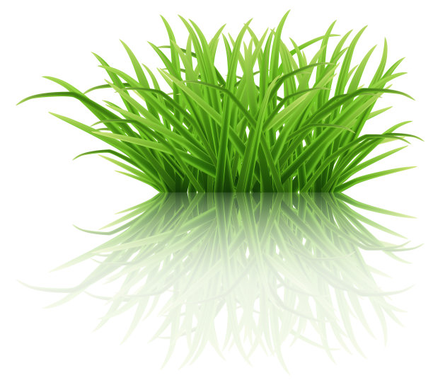 在反光表面上的一丛绿色草图片下载