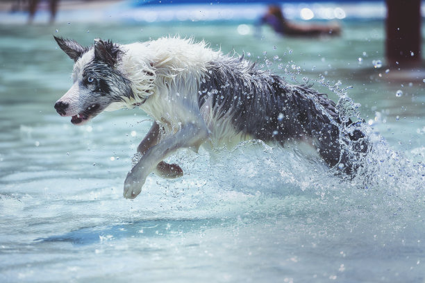 池边境牧羊犬图片下载