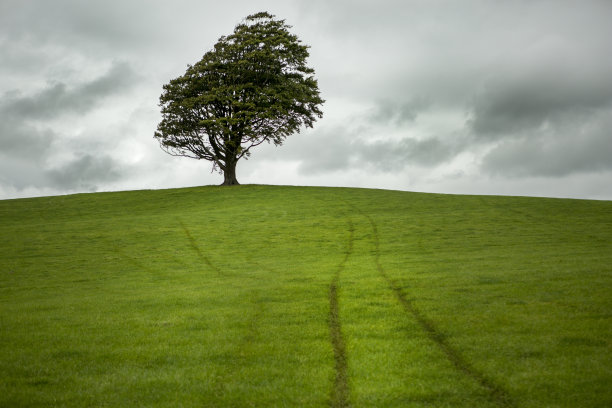 孤独的树图片下载