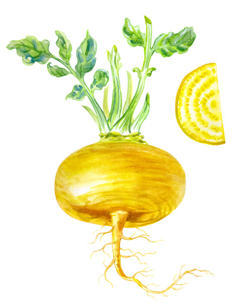 黄色萝卜整片，水彩画插图图片下载