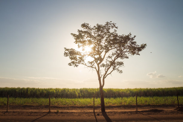 巴西中西部地区的乡村景观图片下载