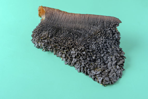 一块青绿色的生牛胃。图片下载