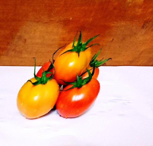 农场新鲜的番茄图片下载