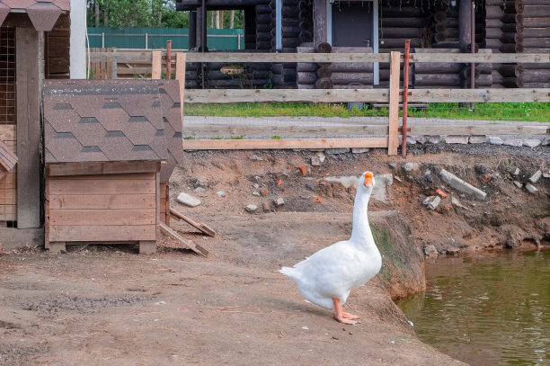 一只大白鹅站在鸟院里的池塘边图片下载