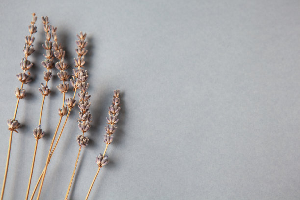 灰色背景上的薰衣草树枝，复制空间。底部的位置。简约的平坦。水平的。社交媒体图片。图片下载