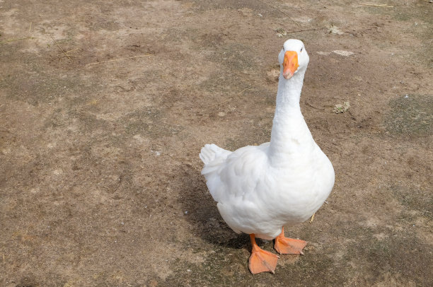 一只巨大的白色农场鹅站在那里看着摄像机。图片下载