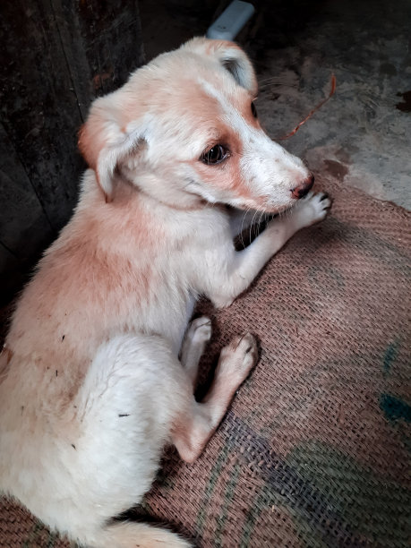 可爱的小狗狗图片下载