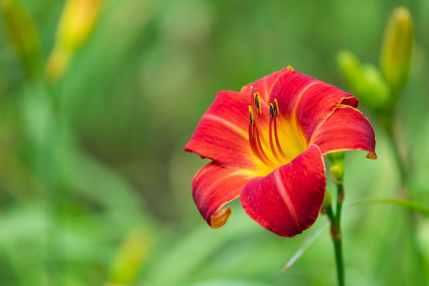花头部特写图片下载