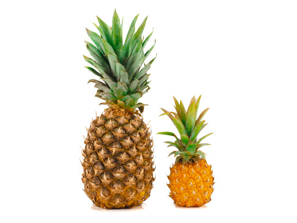 一个完整的小菠萝，绿叶和菠萝孤立在白色的背景图片下载