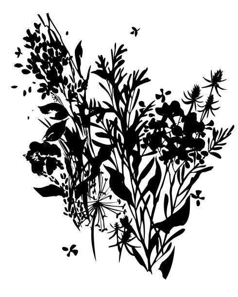 黑色墨水纹身花束孤立在白色。平坦的背景由草甸植物，草本植物和花。图片下载