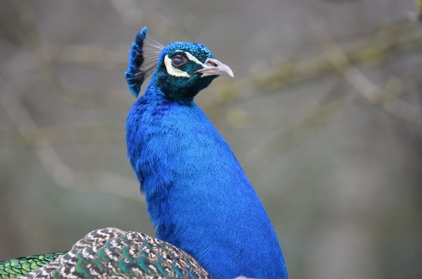 孔雀在概要文件图片下载