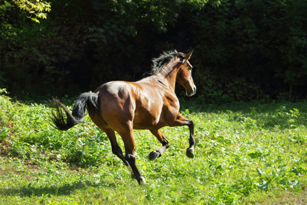 在牧场附近奔驰的安达卢西亚马图片下载