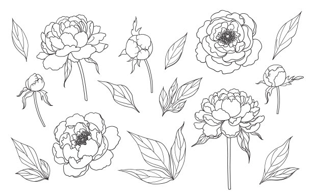 轮廓简单的牡丹花，花蕾和叶图片下载