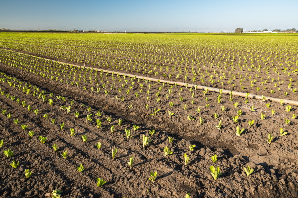 有一排排年轻的沙拉生菜植物的农田图片下载