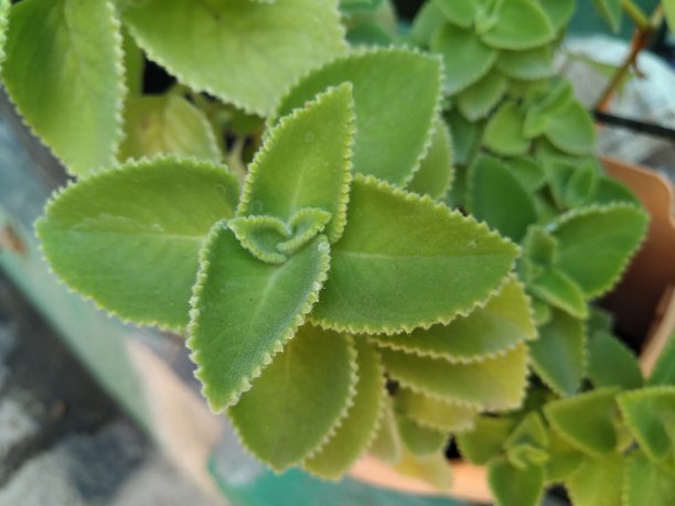 绿色的树叶图片下载