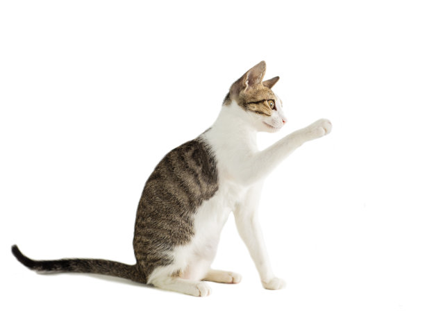 孤立的背景上有一只小猫图片下载