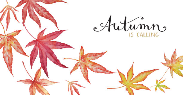 水彩秋天枫叶在白色的背景。图片下载