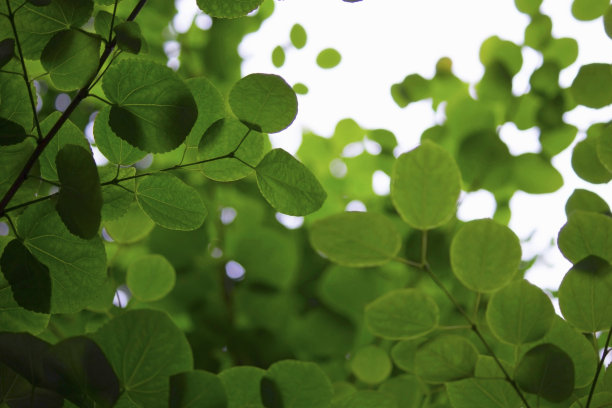 新鲜的绿叶特写照片图片下载