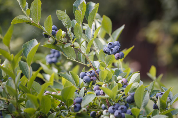 蓝莓丛中成熟的浆果。图片下载