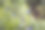 蓝莓丛中成熟的浆果。图片下载