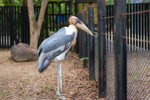 动物园里小副官和学名爪哇瘦尾鱼的肖像图片下载