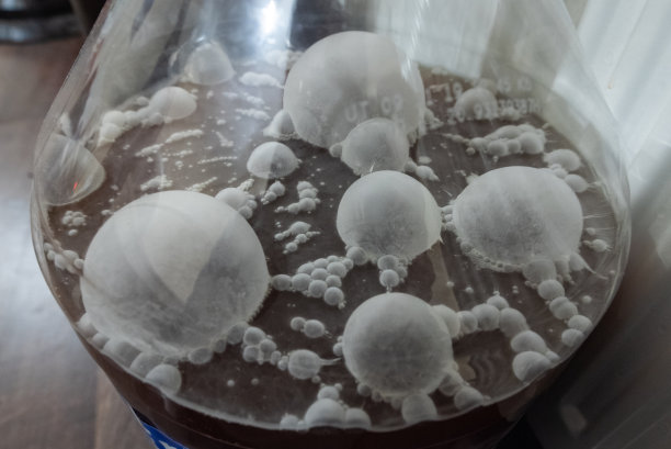 酒香酵母属酵母图片下载