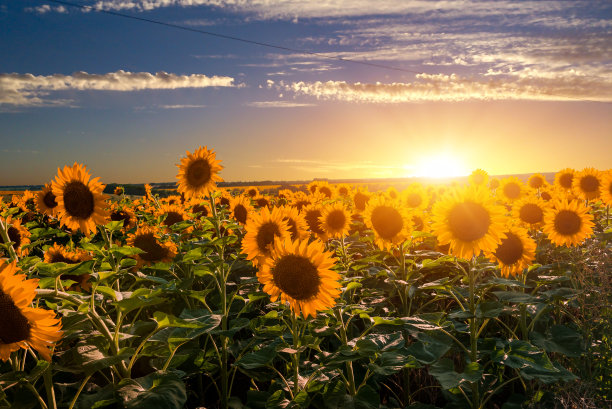 落日向日葵图片下载