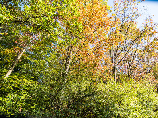 在金色的十月里，林地里充满了明亮的秋色图片下载
