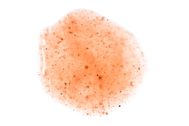 桃皮纹理。身体和脸部化妆刷。擦洗样本样本涂片滴分离白色。图片下载