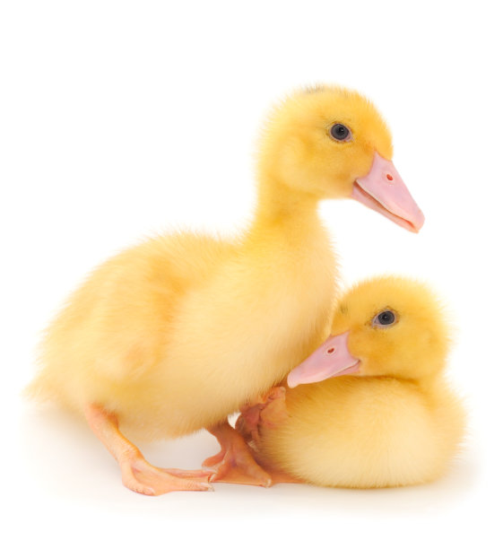 小可爱的小鸭子。图片下载