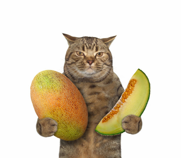 猫抱大瓜图片下载