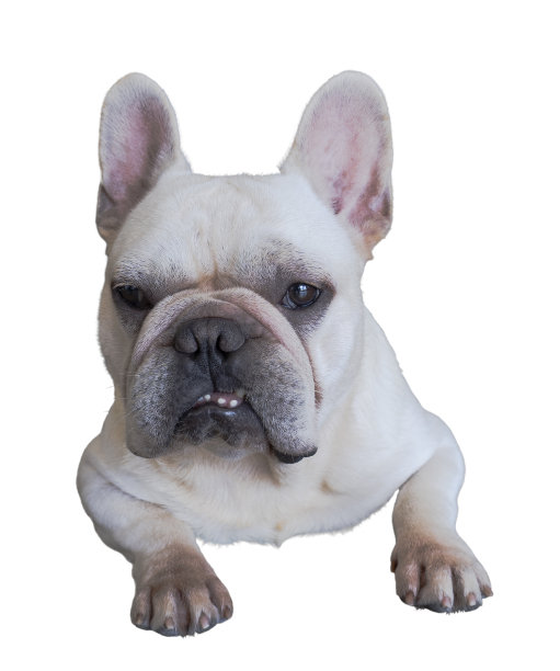 白色法国斗牛犬躺在地板上孤立的白色。法国斗牛犬，喜怒无常，易怒，脾气暴躁图片下载