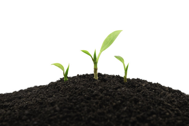 白色背景上的土壤分离物上长出一群绿色植物幼芽图片下载