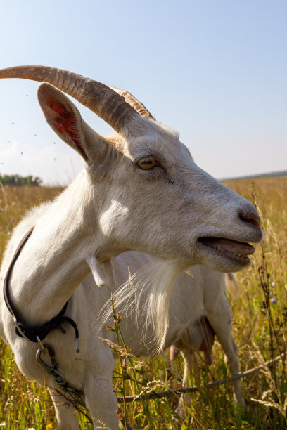 一张近距离的照片，一只有角的山羊在一片干燥的草地上咩咩叫图片下载