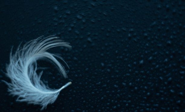 抽象无焦点的黑色背景与白色羽毛和模糊的水滴。近距离图像。柔和的焦点梦幻的形象。带有拷贝空间的横幅。卡、笔记本封面。图片下载