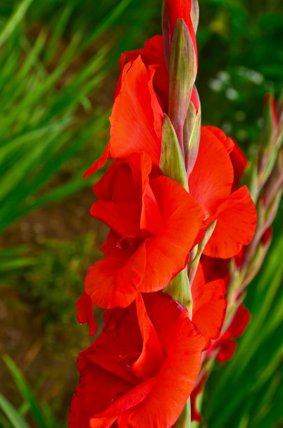 一个单一，红色鲜艳的剑兰，特写在一个领域，就像一个花环在图片的一边图片下载