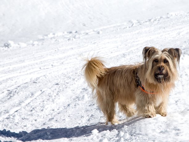 狗在白云石山的雪地上图片下载