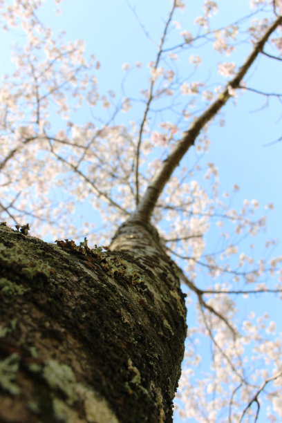 美丽的樱花图片下载