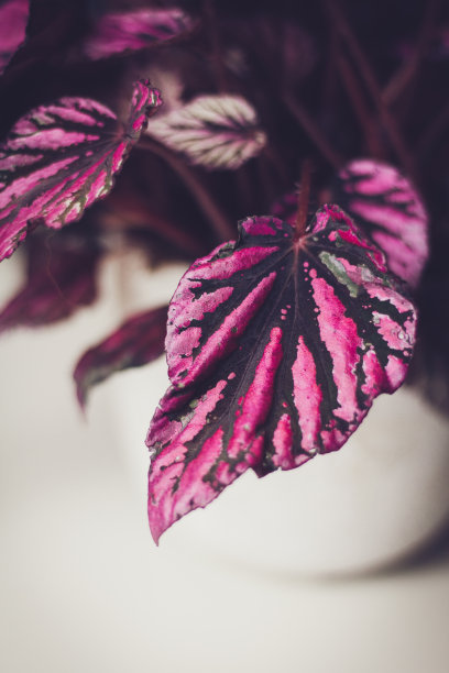 秋海棠神奇的颜色图片下载