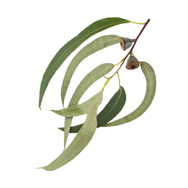 蓝桉树枝，叶子和果实孤立在白色上图片下载