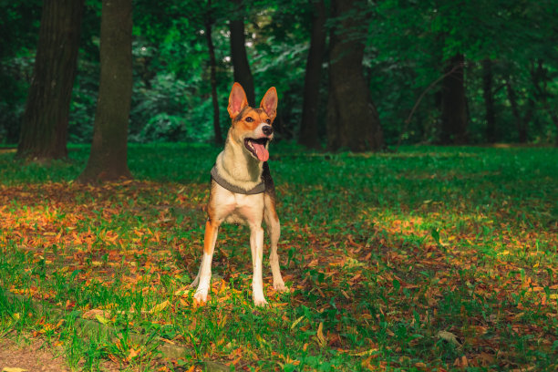 微笑狗动物人像摄影在秋天公园9月五颜六色的阳光季节白天时间幸福情感概念图片图片下载