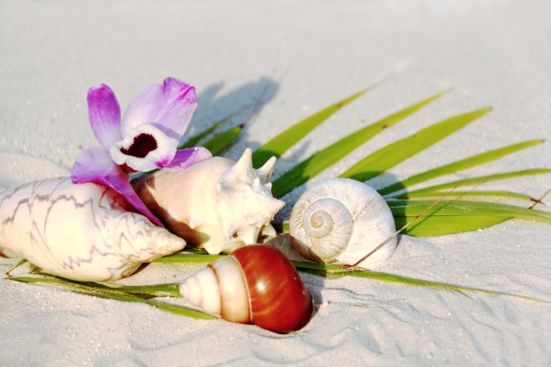 海滩上的东西。图片下载