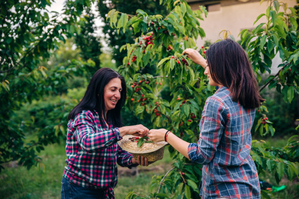 母亲和女儿在果园里摘樱桃图片下载