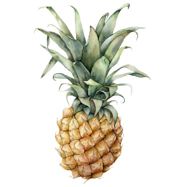 水彩菠萝。手绘热带水果与树叶孤立在白色的背景。食品植物插图设计或印刷。素材图片