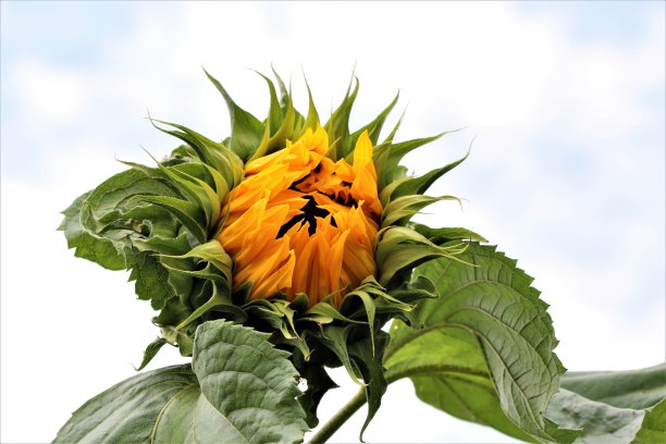 向日葵，刚刚在多云的天空下开着绿叶图片下载