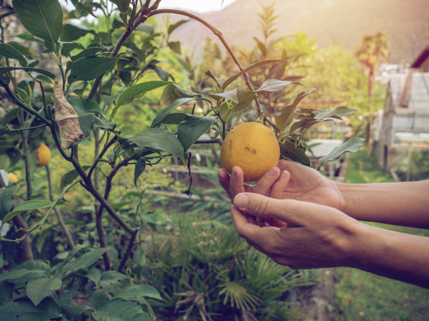 春天在菜园里用手触摸柠檬图片下载